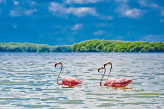 Who We Are • Local Experts • Yucatan Private Travel Specialists 14 celestun